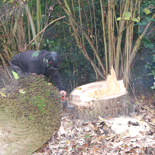 afgezaagde boom Groenland