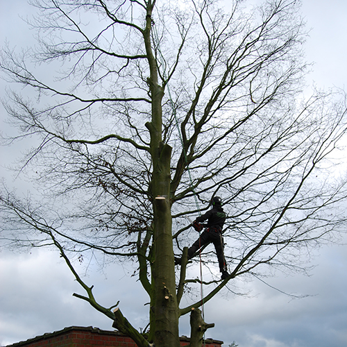 medewerker in boom Groenland
