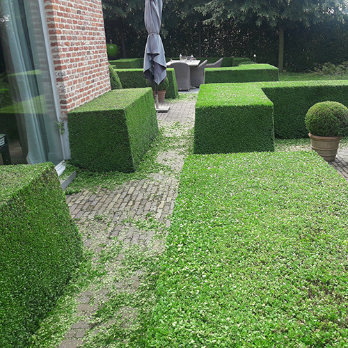 geknipte haag Groenland